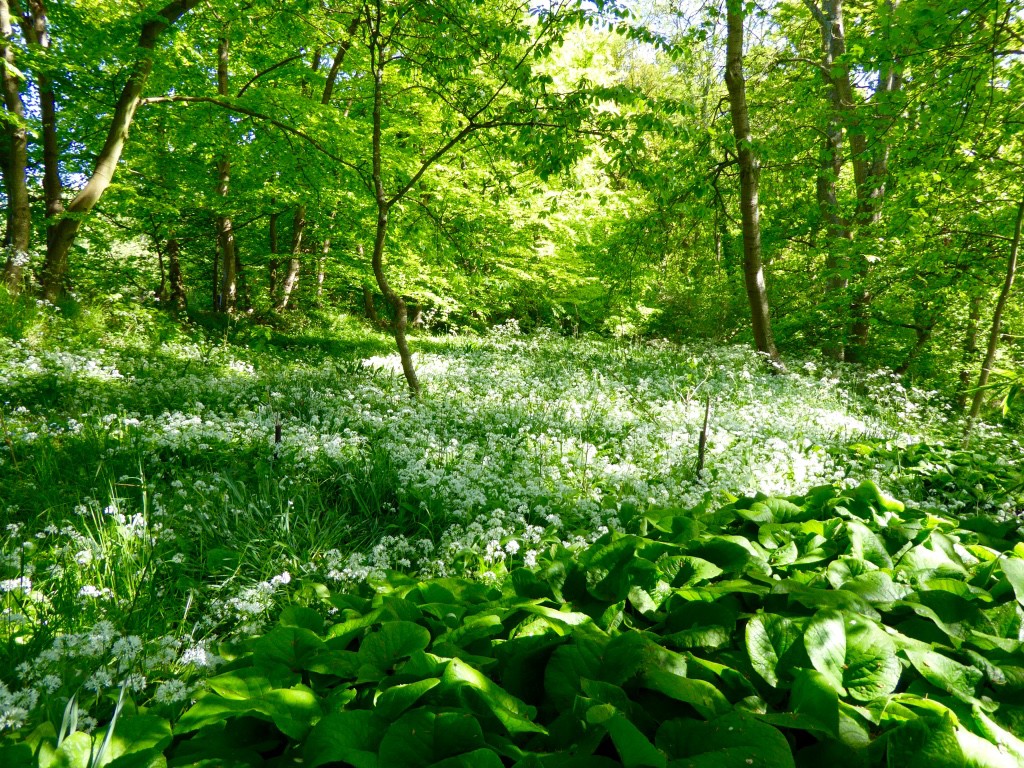 Wild white garden