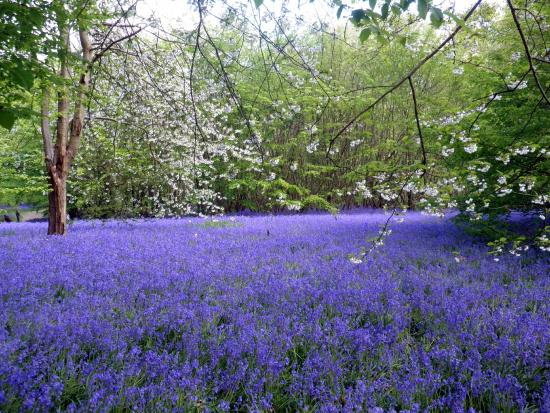 The bluebell woods