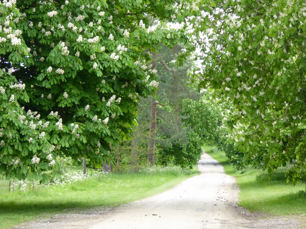 Avenue of horse  chestnuts