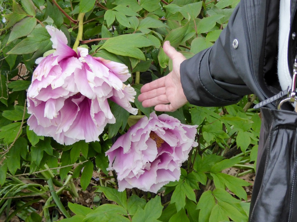 Tree peonies - look at the size of them