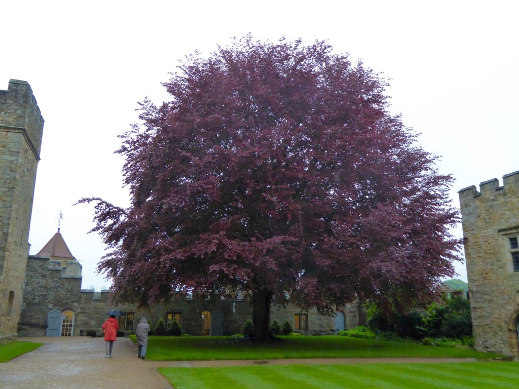 Fabulous copper beech