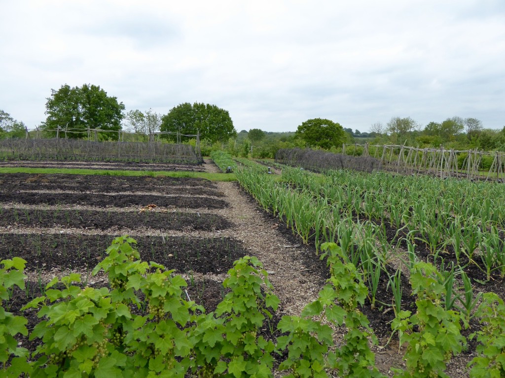 Herb and vegetable garden