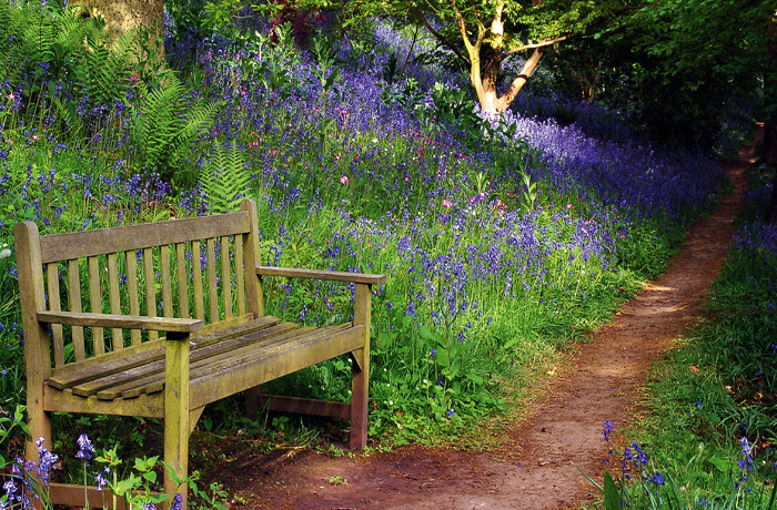 Drive and Bluebell woods