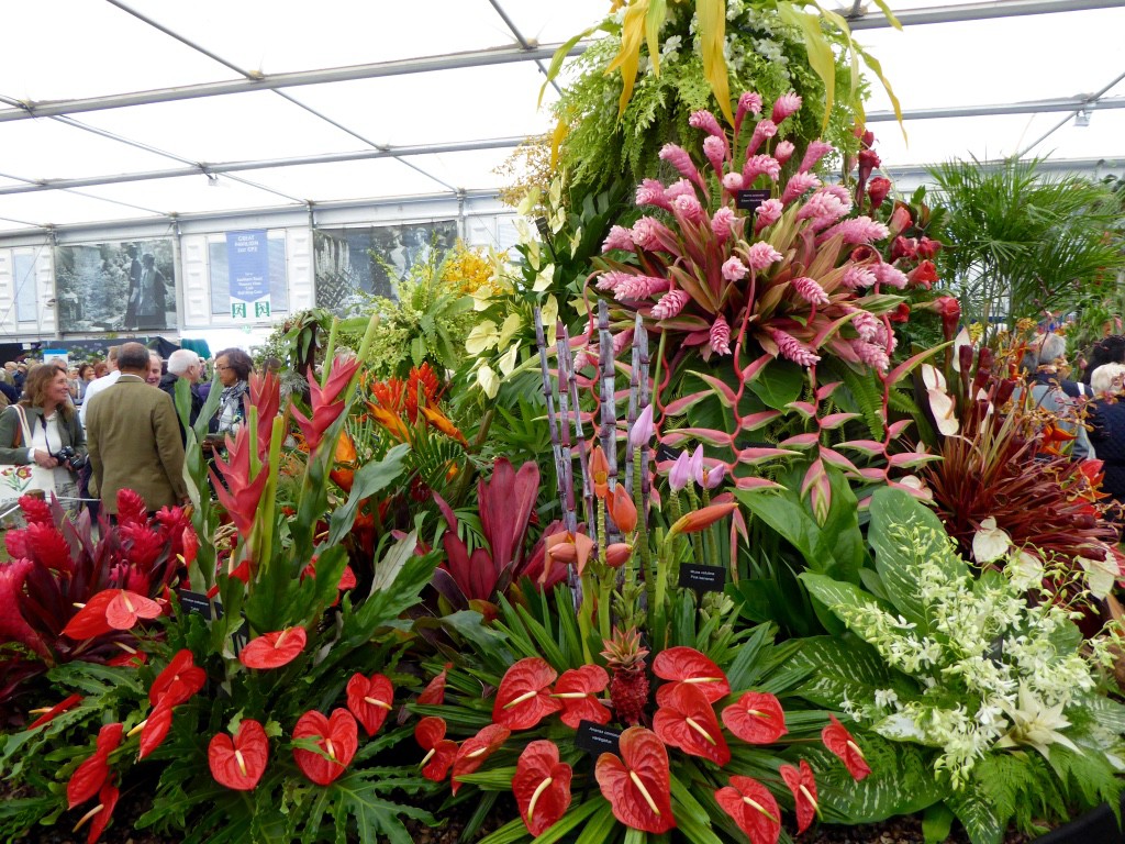 Anthuriums and Ananas