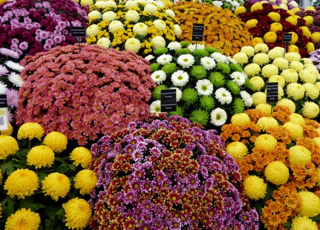 Chrysanthemums 