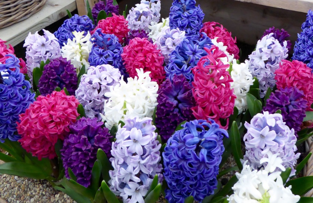 Hyacinths