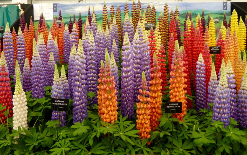 Lupins