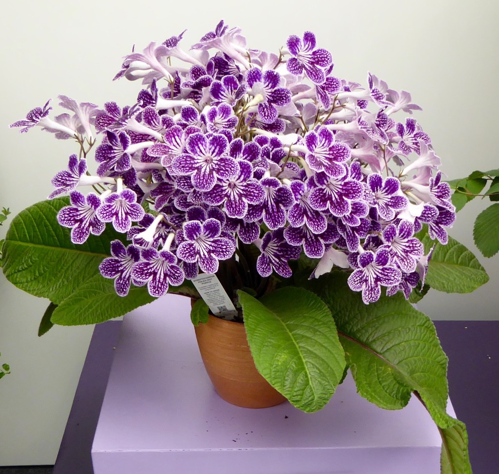 Streptocarpus Polka Dot Purple - Best of Species