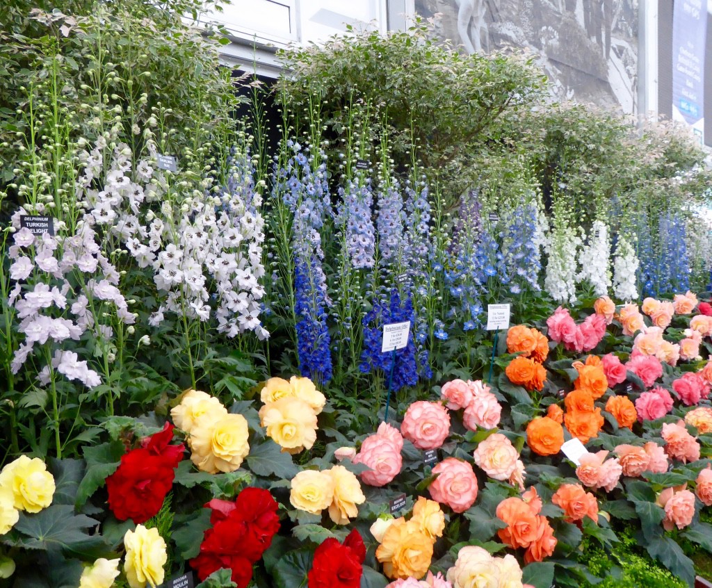 Delphiniums and Begonias