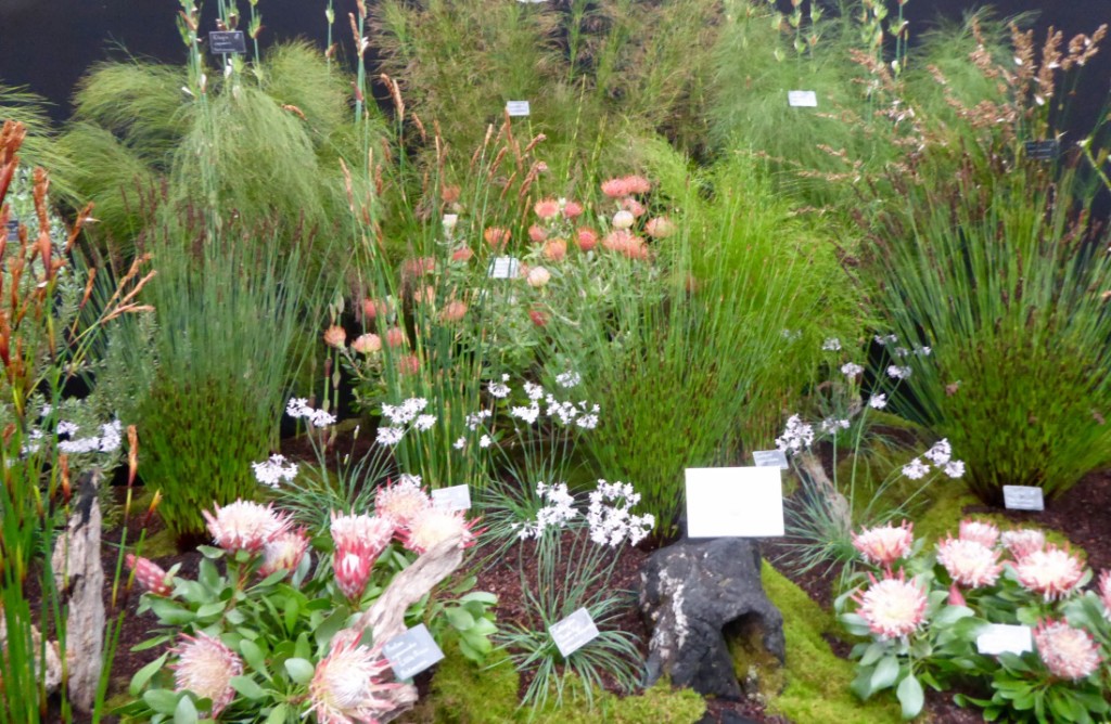 We can see this reed and protea garden at Straddie