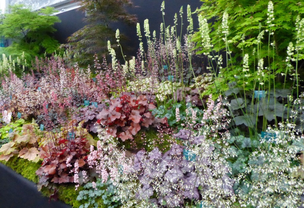 A display of Heucheras