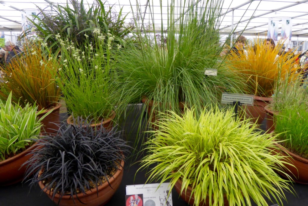 Love this display of grasses - Straddie material