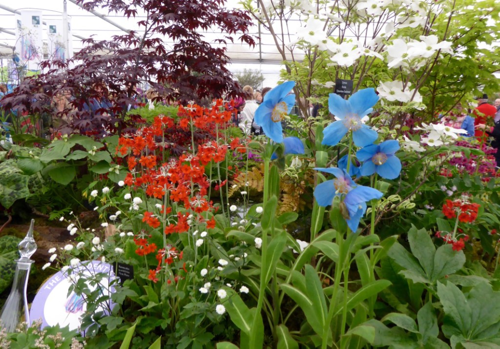 Meconopsis Himalayan Blue Orchid