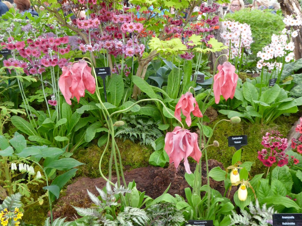 Meconopsis punicea 'Sichuan Silk' Meconopsis is a genus of flowering plants in the poppy family.