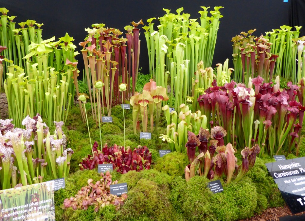 A carnivorous collection