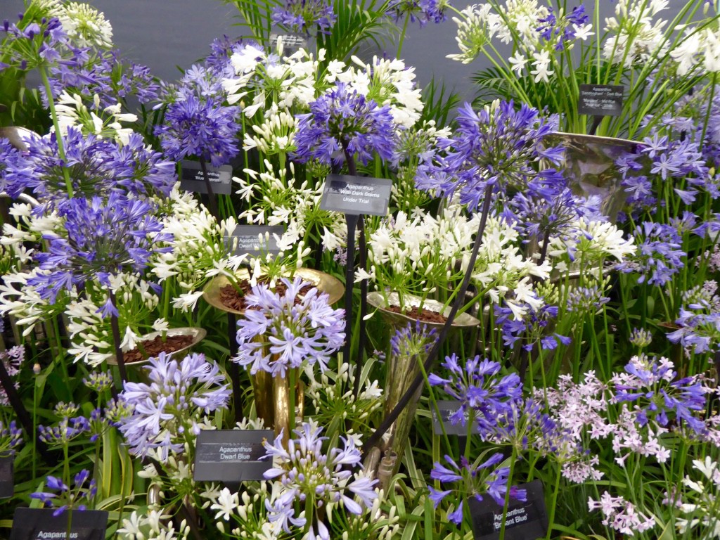 The black stemmed agapanthus - coming next year