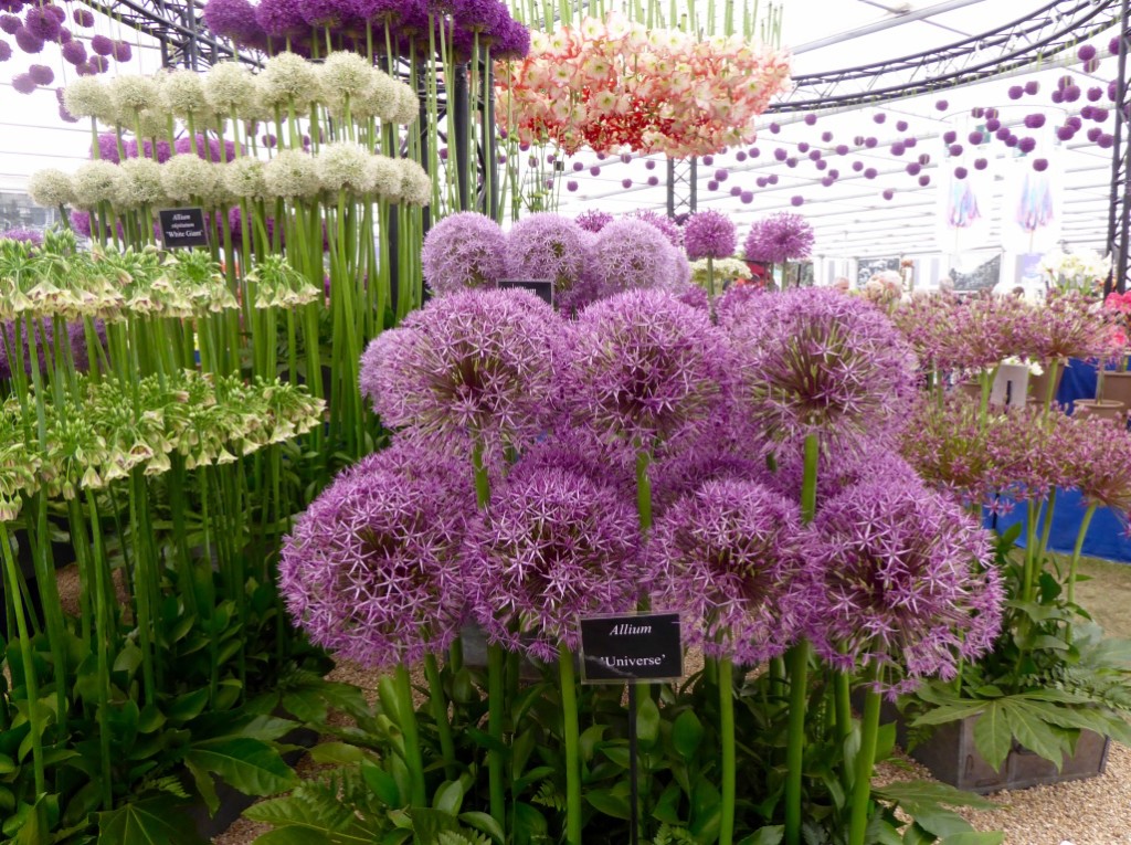 Alliums like you've never seen them before