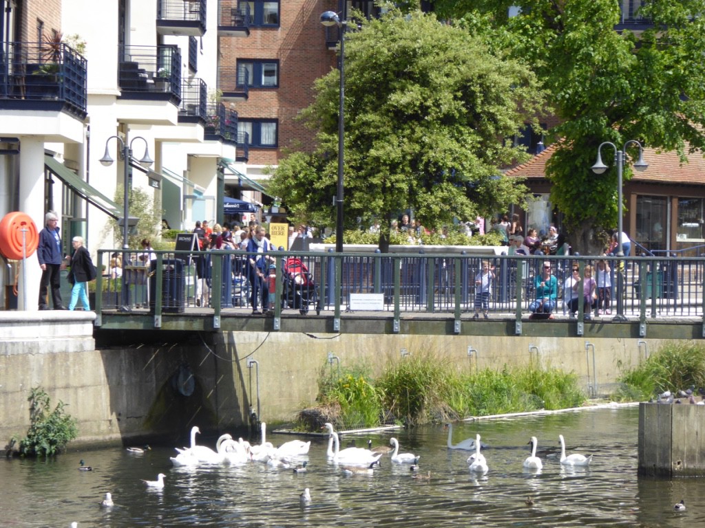 Feeding the birds at Kingston